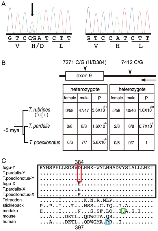 A trans-specific SNP in <i>Amhr2</i> is correlated with phenotypic sex in <i>Takifugu</i>.