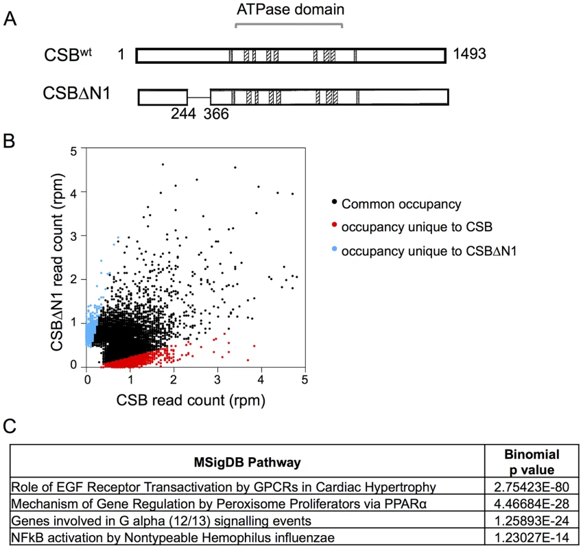Overview of CSB and CSBΔN1 ChIP-seq data.