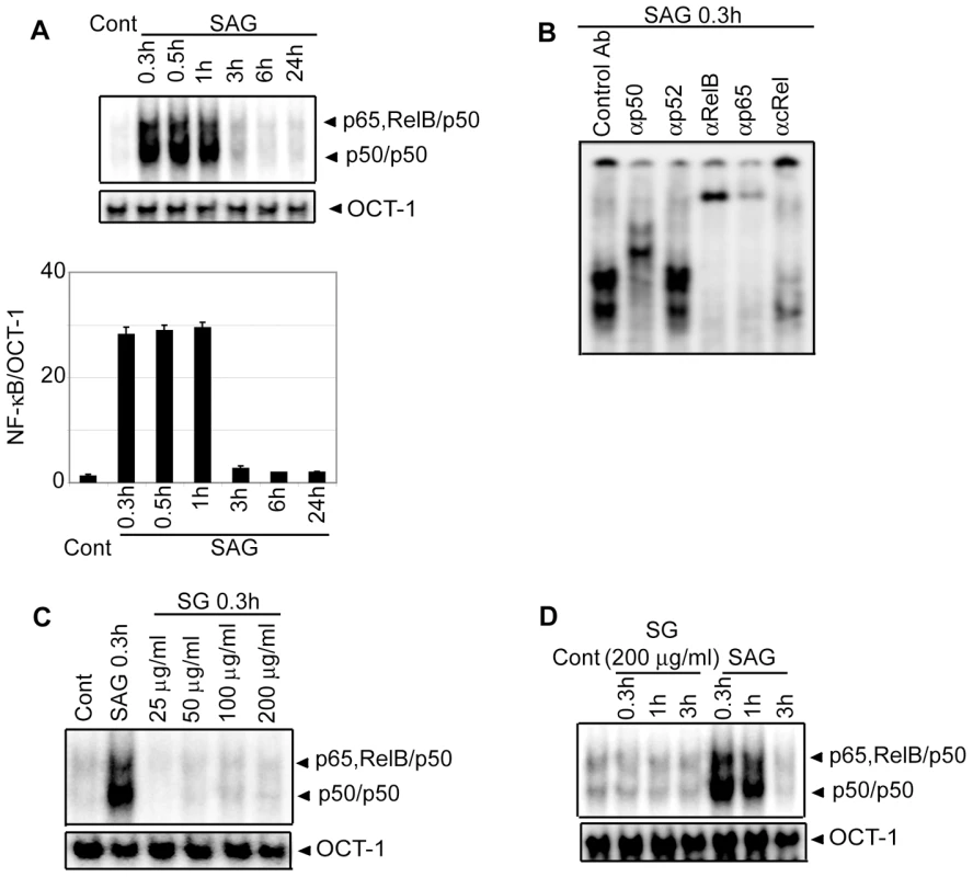 Stimulation with SAG increases nuclear NF-κB DNA binding activity in BMDCs.