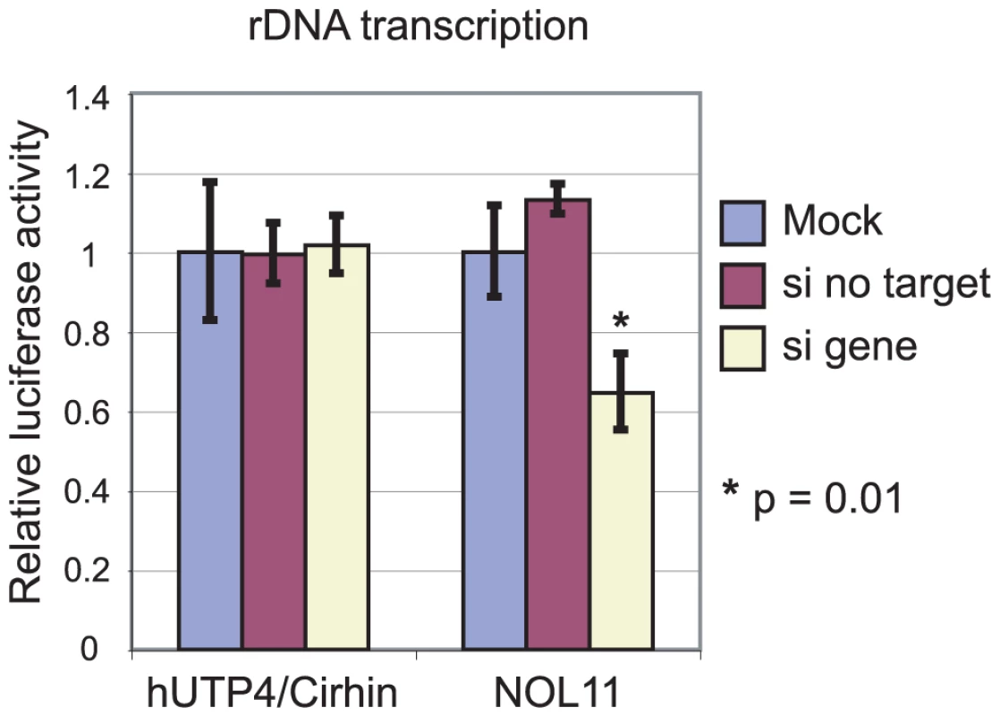 NOL11 is required for optimal rDNA transcription.