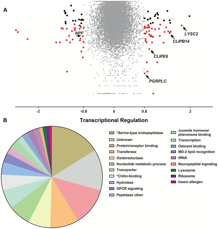 Transcriptional regulation following <i>S. marcescens</i> infection using DNA microarrays.