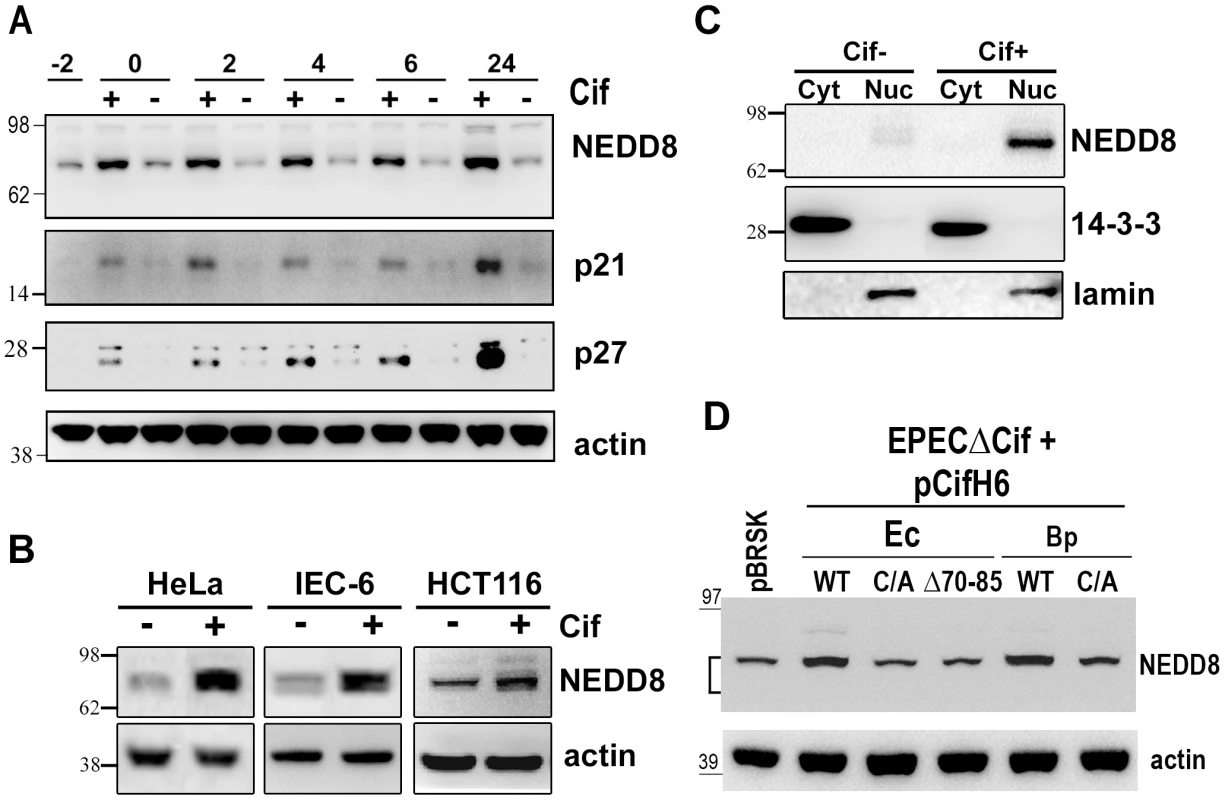 Infection with Cif-producing EPEC induces the accumulation of neddylated proteins.