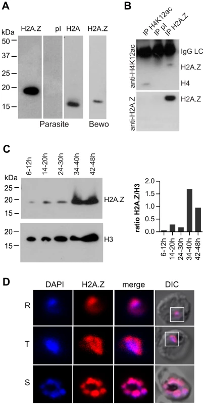 PfH2A.Z is expressed in the nucleus throughout asexual differentiation.