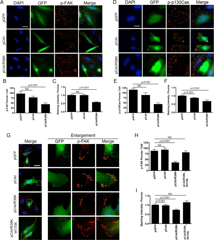 CrkI/R38K mutant disrupts FA sites in HeLa and Crk<sup>-/-</sup> cells, phenocopying ExoT/ADPRT adverse effect on FA sites.