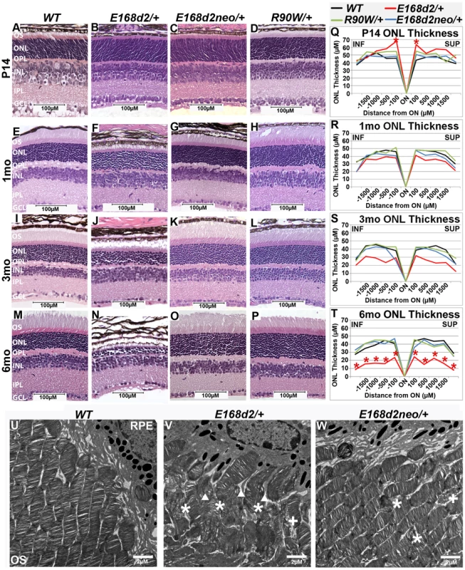 Heterozygous <i>E168d2/</i>+ mice, but not <i>R90W/</i>+, develop dominant retinopathy.