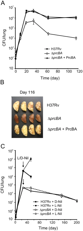 The proteasome is required for optimal growth and persistence in mice.
