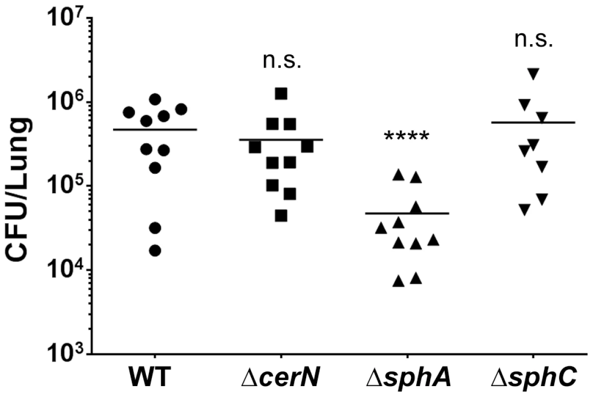 Deletion of the SphR-regulon member, <i>sphA</i>, reduces <i>P. aeruginosa</i> survival in the mouse lung.