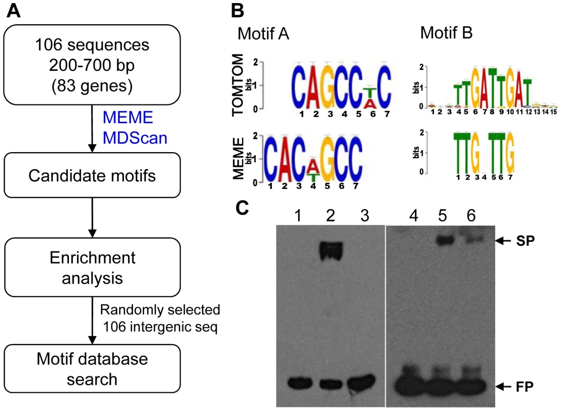 Putative MoCRZ1 binding motifs identified.