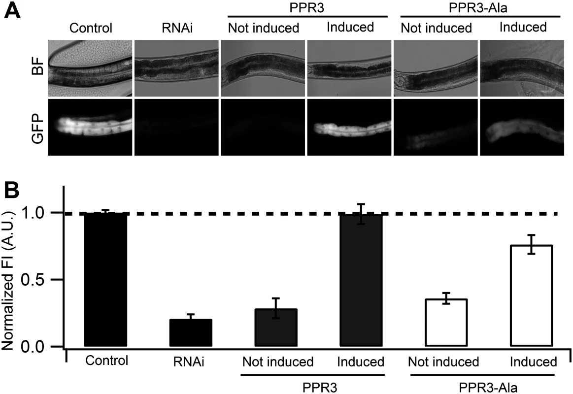 Suppression of RNAi in <i>C</i>. <i>elegans</i> by PPR3 and PPR3-Ala.