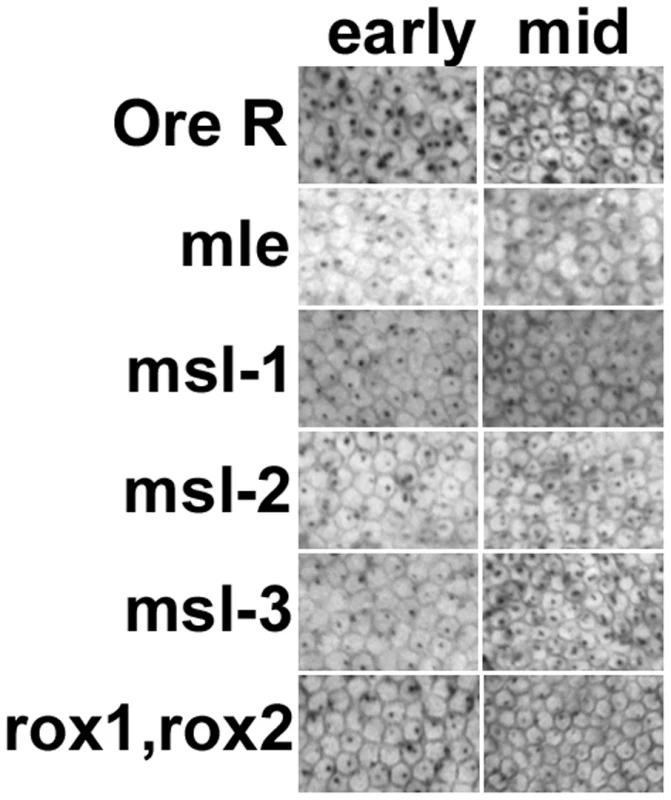 Transcription from the <i>Sxl</i> maintenance promoter, <i>Sxl<sub>Pm</sub></i>, is also reduced in embryos homozygous for the <i>msls</i>.