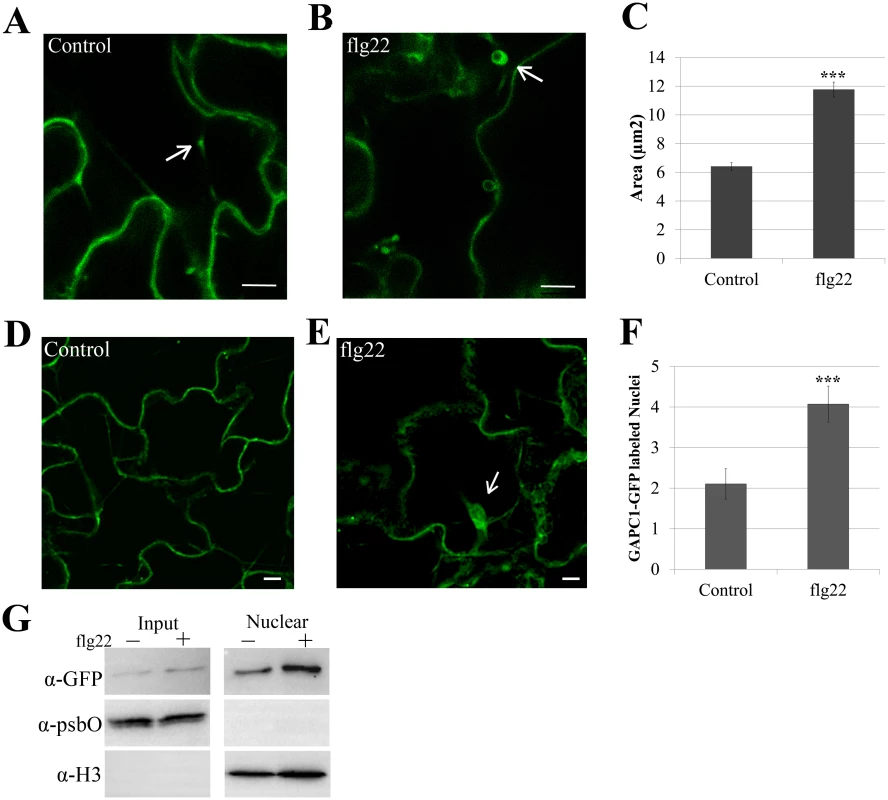Treatment with flg22 induces an increase in size of GAPC1-GFP labeled vesicles and enhances GAPC1-GFP nuclear localization.