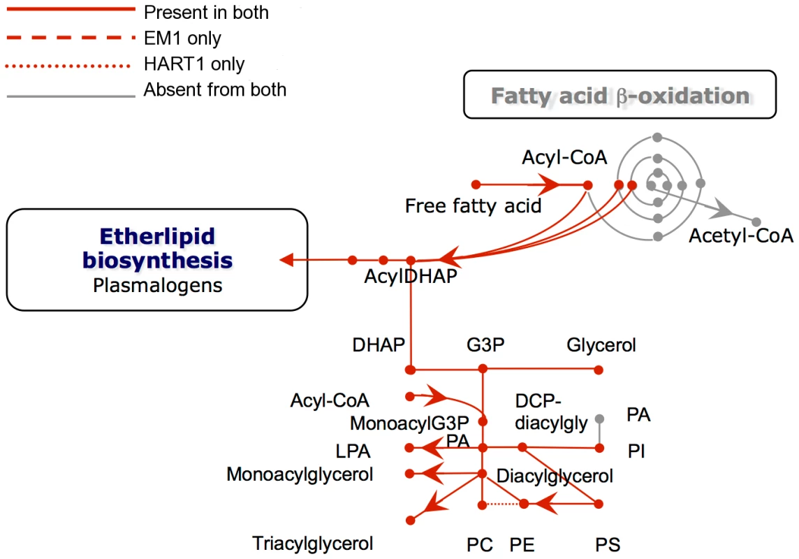 Phospholipid metabolism in <i>Phytomonas</i> EM1 and HART1.