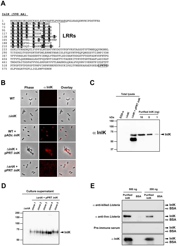 InlK is expressed <i>in vivo</i>.