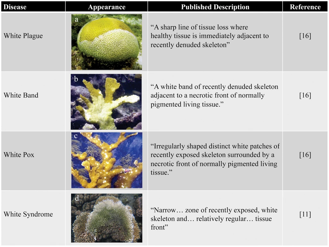 Examples of white diseases affecting Scleractinian corals.
