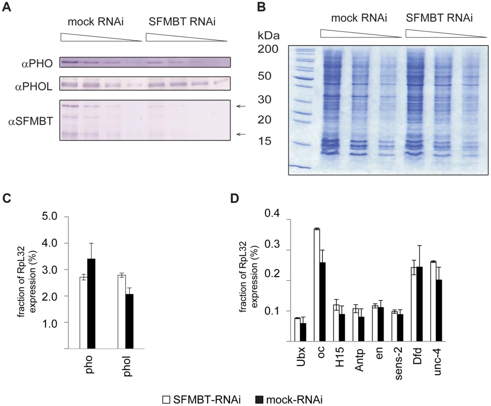 The RNAi knock-down of SFMBT does not affect the abundance of PHO and PHOL.