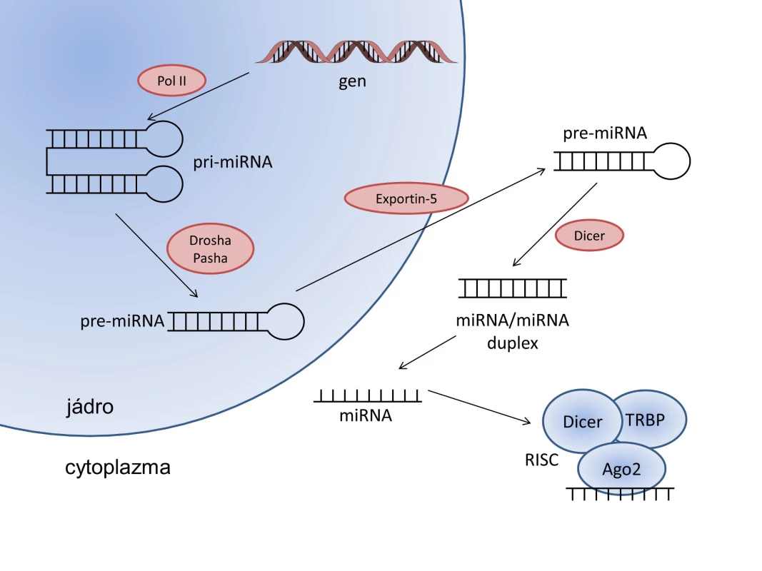 Schéma biogeneze mikroRNA