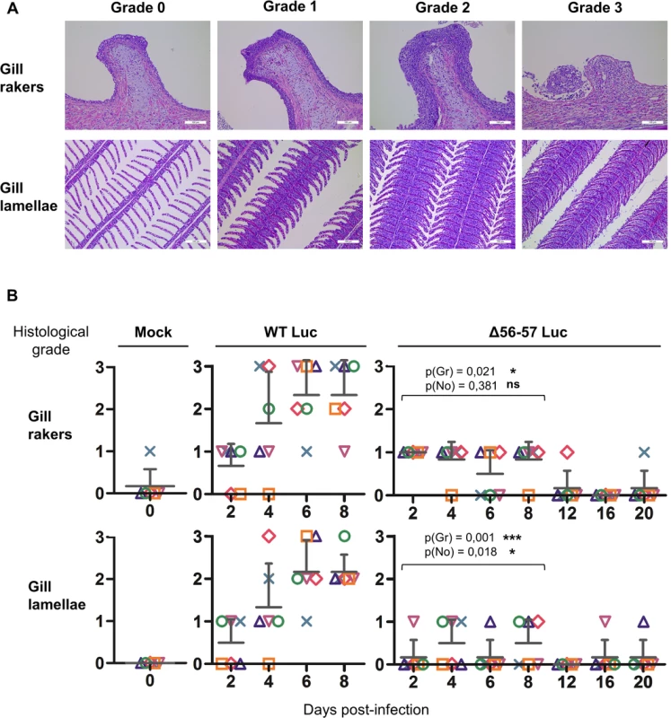Effect of the double ORF56-57 deletion on viral pathogenesis based on histopathological analysis of gills.