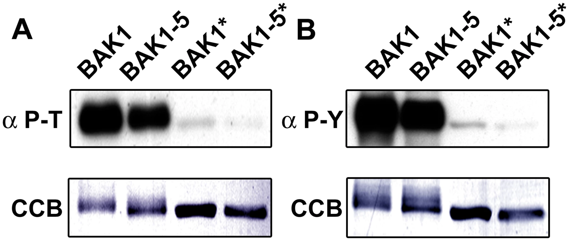 BAK1-5 is a hypoactive kinase &lt;i&gt;in vitro.&lt;/i&gt;
