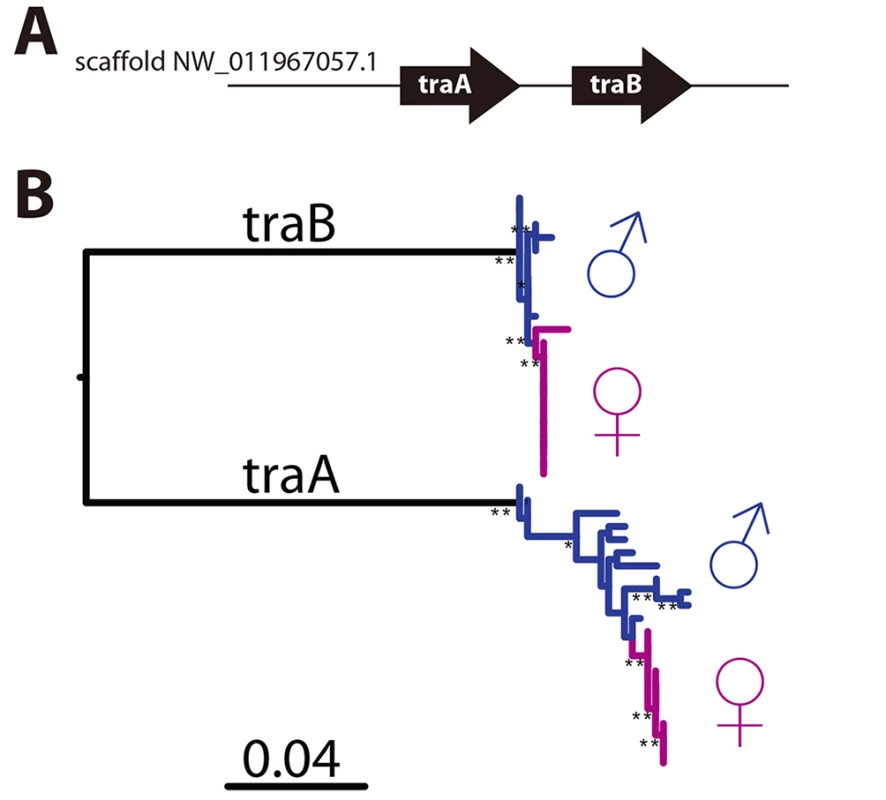 <i>CsdQTL1</i> contains csd/<i>fem</i> with separate alleles in males and queen clones.