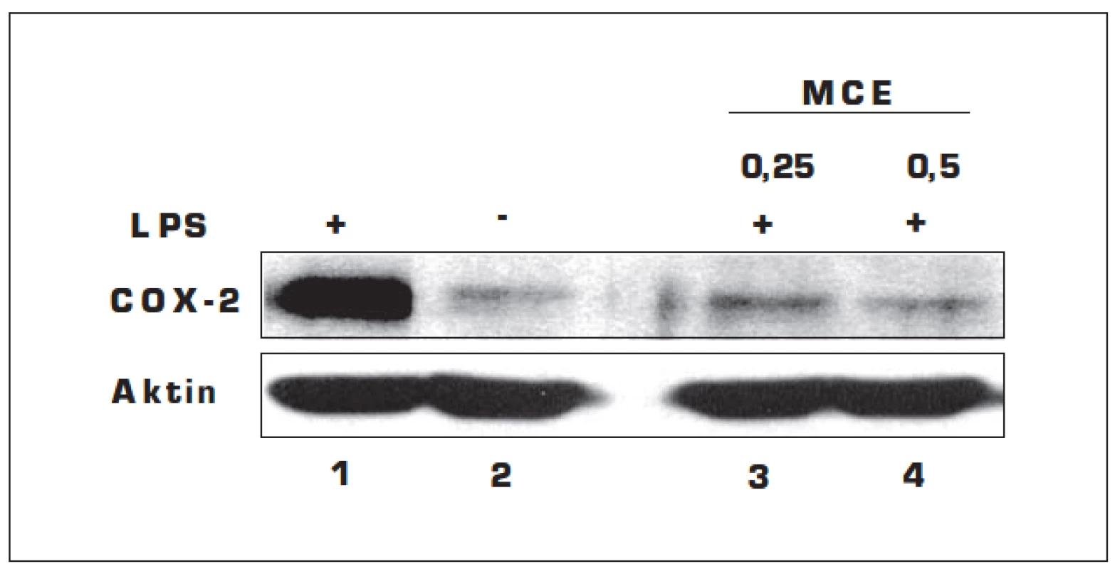 Vliv MCE na expresi COX-2 stimulovanou LPS v gingiválních fibroblastech