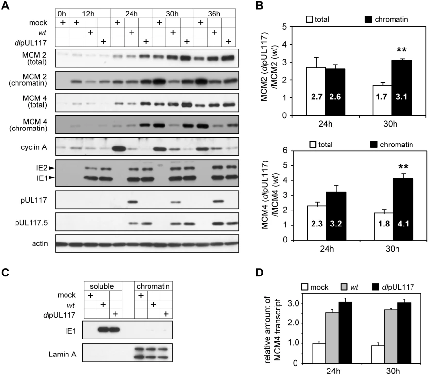 pUL117-deficient virus failed to block accumulation and chromatin loading of MCM components.
