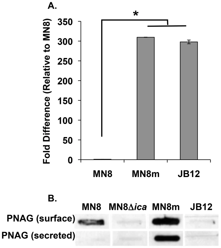 PIA/PNAG production in the non-mucoid variant.