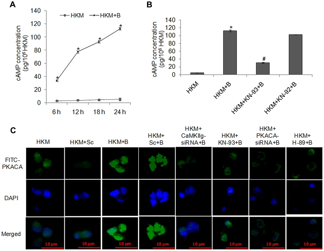 <i>A. hydrophila</i>-infection triggers cAMP release, induces activation and nuclear translocation of PKACA.