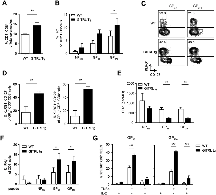 Anti-viral CD8 T cell responses are less exhausted in GITRL tg mice.