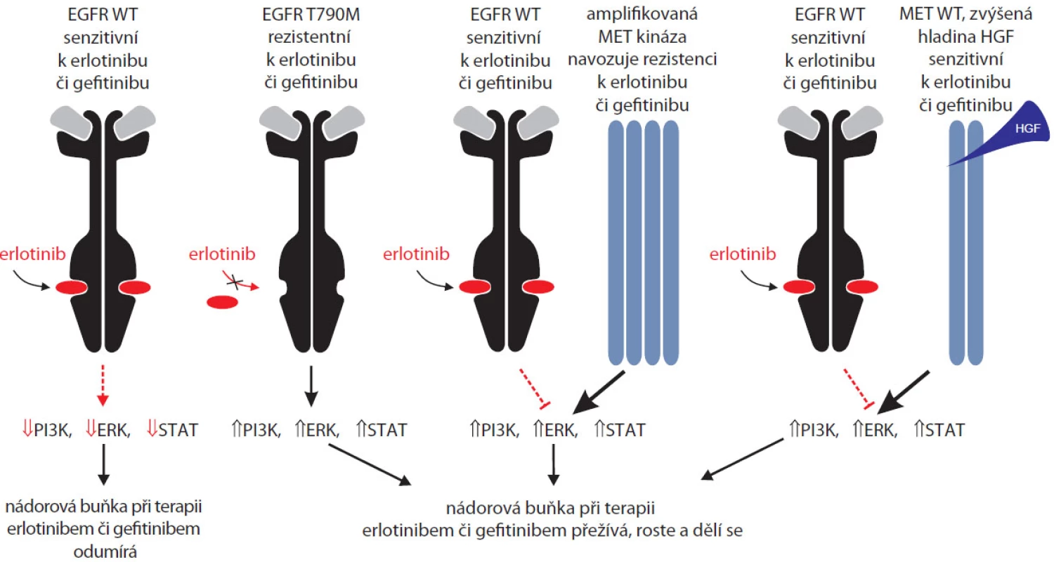 Alternativní signální dráhy využívané nádorovými buňkami při farmakologické inhibici EGFR.