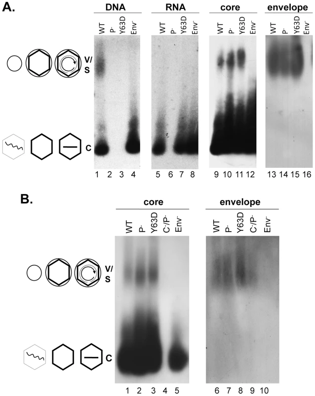 Analyses of HBV virion secretion by native agarose gel electrophoresis.