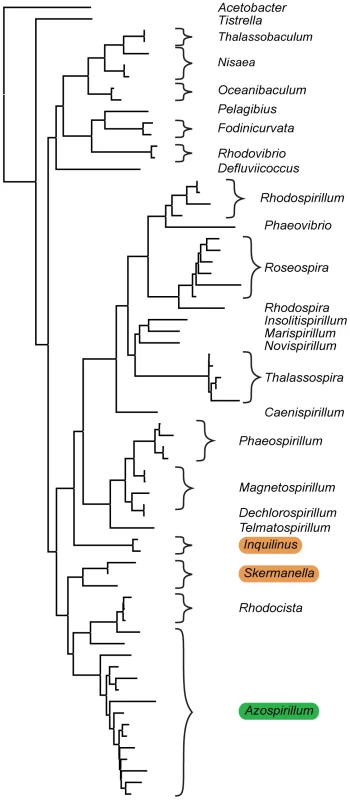 Habitats of <i>Azospirillum</i> and its closest aquabacterial relatives.