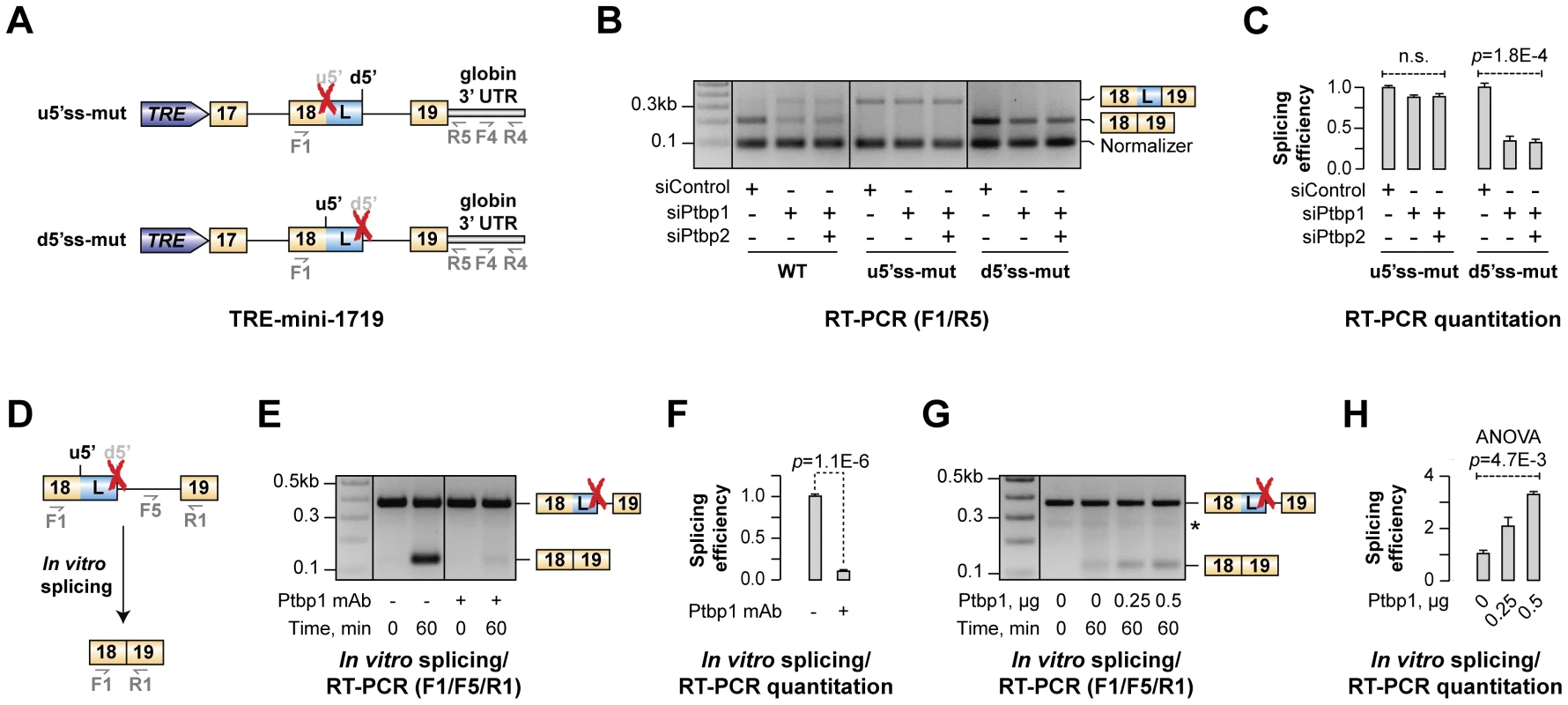 Ptbp1 functions by stimulating u5′ss usage rather than repressing d5′ss.