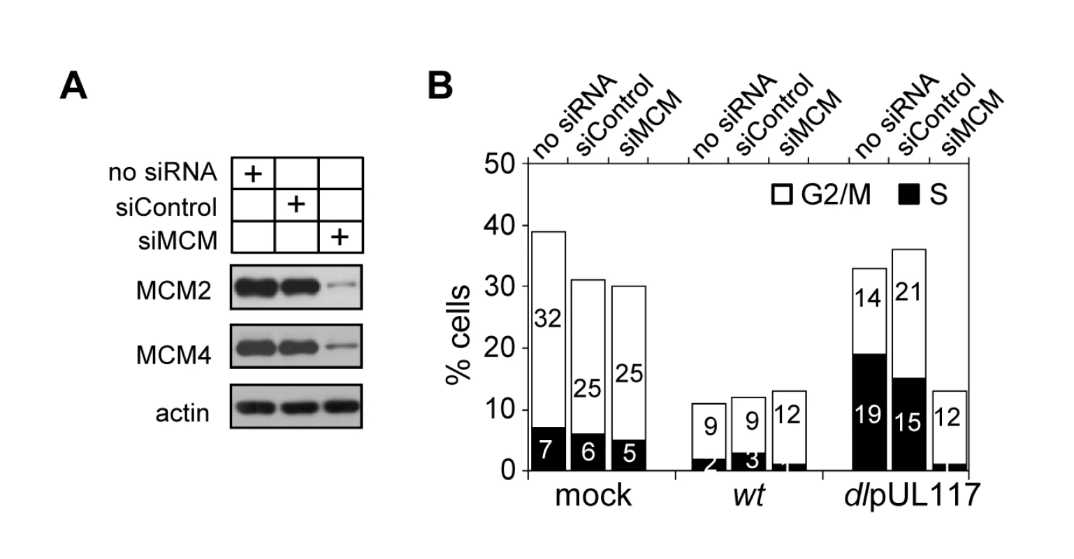 Knockdown of MCM2 and MCM4 restores the ability of pUL117-deficient virus to block host DNA synthesis.