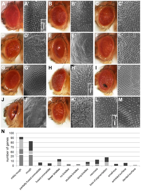 Eye morphology defects of <i>Drosophila</i> ID models.