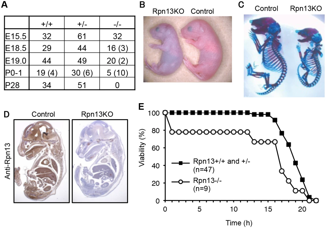 Loss of Rpn13 causes neonatal lethality in mice.