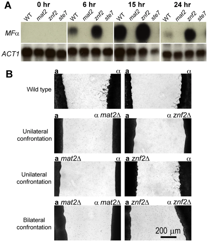 Mat2 is required for pheromone sensing and production, whereas Znf2 is dispensable for the response during a-α mating.
