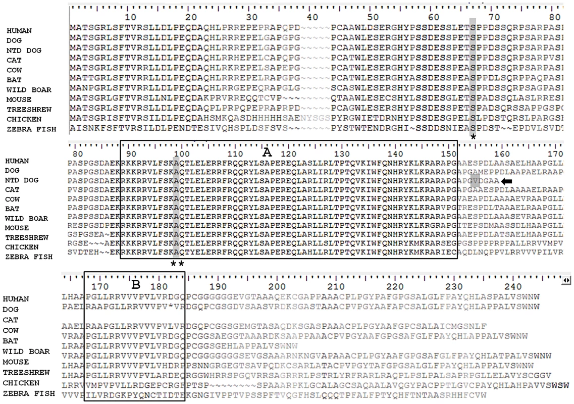 Comparison of the protein sequence of <i>NKX2-8</i> between human, unaffected dog, spinal dysraphism Weimaraner, cat, cow, bat, wild boar, mouse, tree-shrew, chicken and zebra fish.
