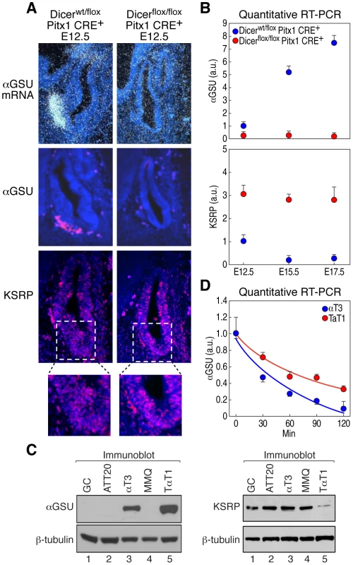 Dicer regulates αGSU and KSRP expression during pituitary development.