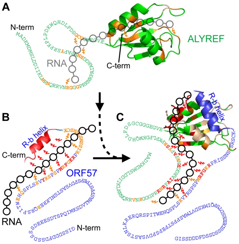 Model of the passage of RNA between ORF57 and ALYREF.
