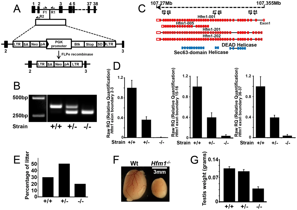 <i>Hfm1</i> gene target design and expression of <i>Hfm1</i> in mutant mice.