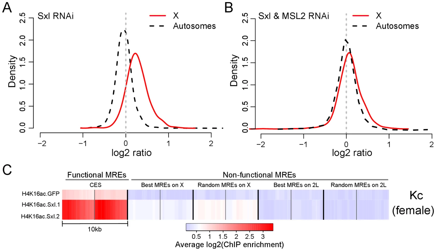 Ectopic upregulation of MSL2 by <i>Sxl</i> RNAi treatment induces dosage compensation of X-linked genes in female Kc cells by preferentially targeting MREs in an active chromatin context.