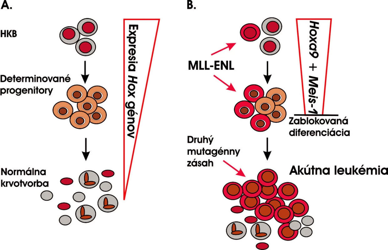 Akútna leukémia vzniká v priebehu mnohokrokového evolučného procesu postupnou akumuláciou genetických a epigenetických zmien v genóme. A. Normálna krvotvorba. HKB je jedinou bunkou, ktorá je schopná sebaobnovovania a zároveň diferenciácie do všetkých bunkových typov krve. B. MLL-ENL je prvou mutáciou, ktorá môže zasiahnuť buď HKB a zosilniť jej potenciál sebaobnovovania alebo determinované progenitory, v ktorých aktivuje tento program. Zároveň vedie k zablokovaniu bunkovej diferenciácie v preleukemickom štádiu, a získavaním ďalších mutácií dochádza k úplnej leukemickej transformácii a vzniku AL (modifikované podľa 27).
