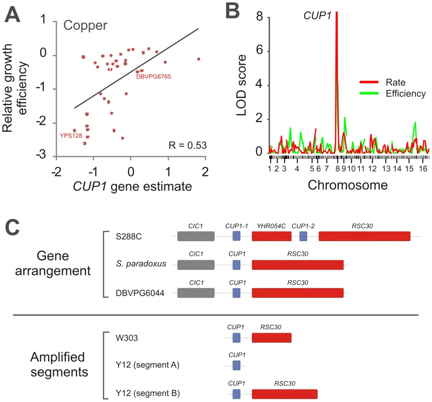 Parallel amplifications of <i>CUP1</i> in <i>S. cerevisiae</i> populations reflect convergent evolution for copper tolerance.