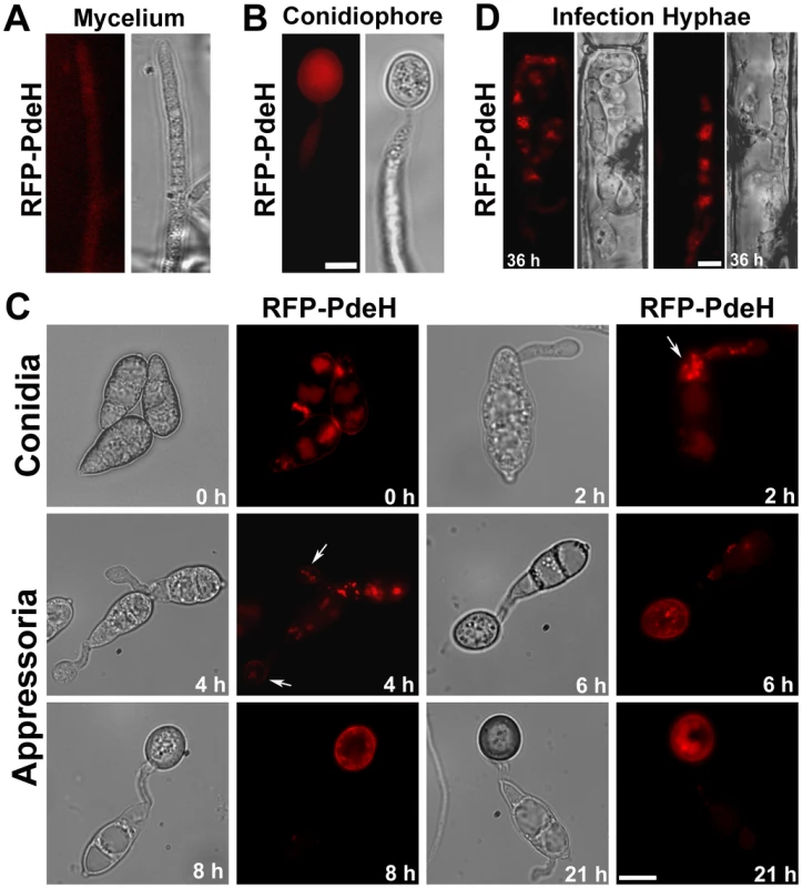 Subcellular distribution of RFP-PdeH fusion protein during different stages of pathogenic and asexual development.