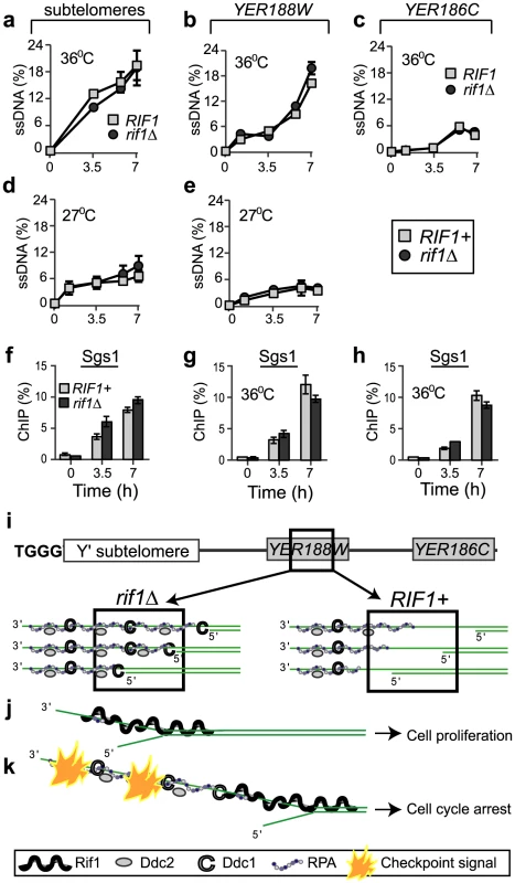 Rif1 does not inhibit resection of sub-telomeres and single gene loci.