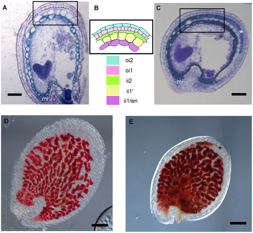 <i>stk</i> mutant seeds present defects in seed coat PA accumulation.