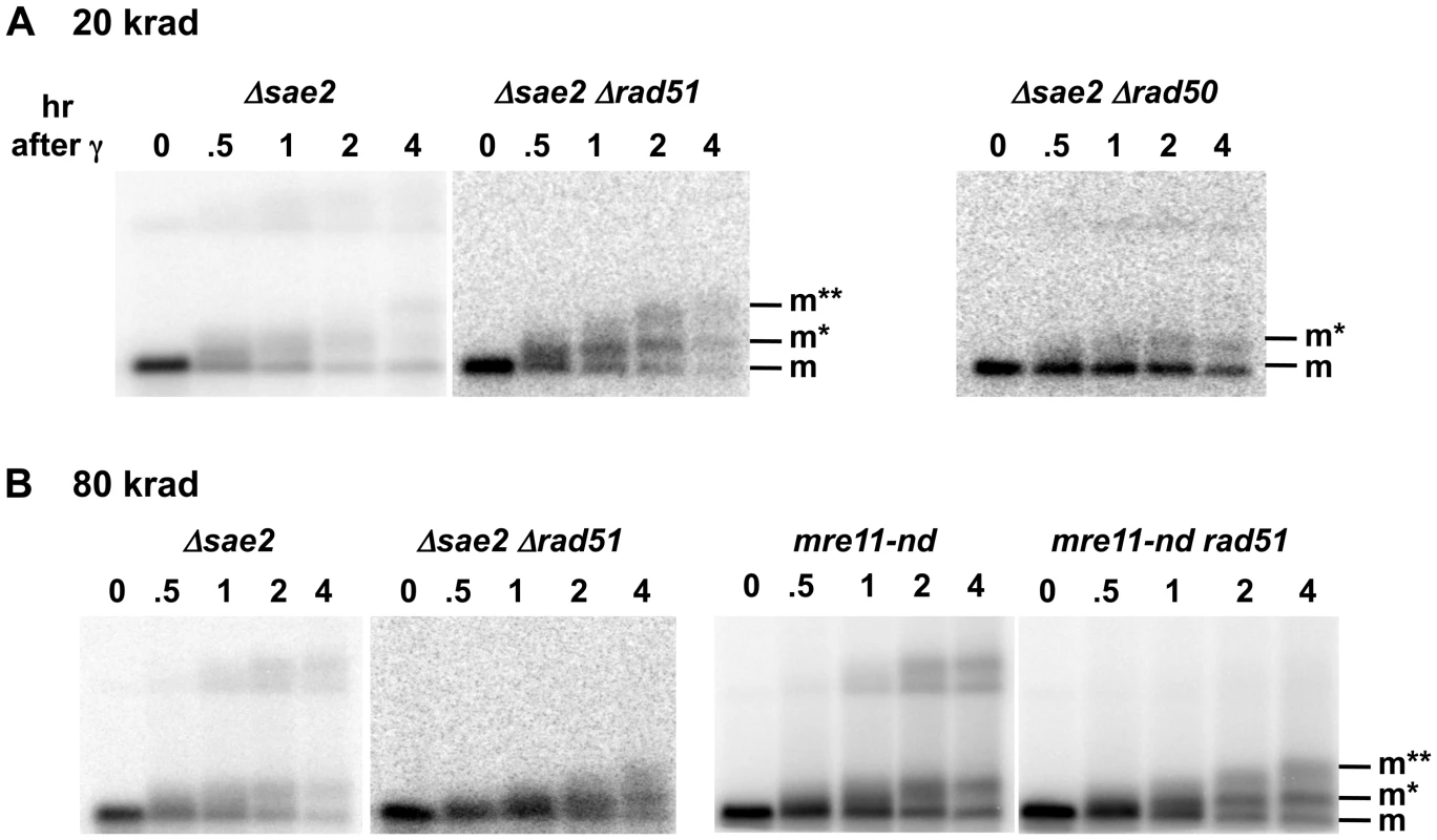 Sae2 and Mre11-nuclease are required for coincident resection, DSB repair, and high survival following IR of G2 arrested cells.