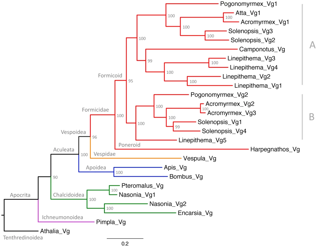 Maximum likelihood tree of ant vitellogenins.
