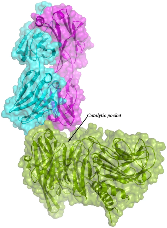 Overall structure of one binary immunocomplex.