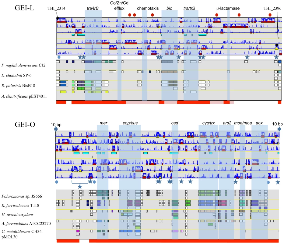 Genomic Island ThGEI-O containing genes involved in arsenic metabolism, and ThGEI-L.